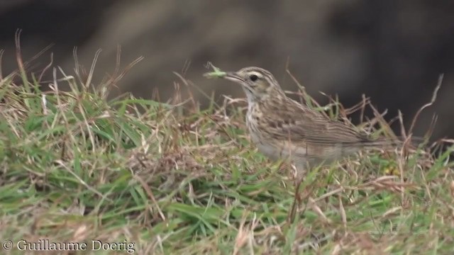 Bisbita Neozelandés (grupo australis) - ML388190991