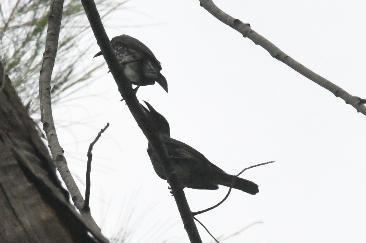 Metallic Starling - Cathryn Dippo