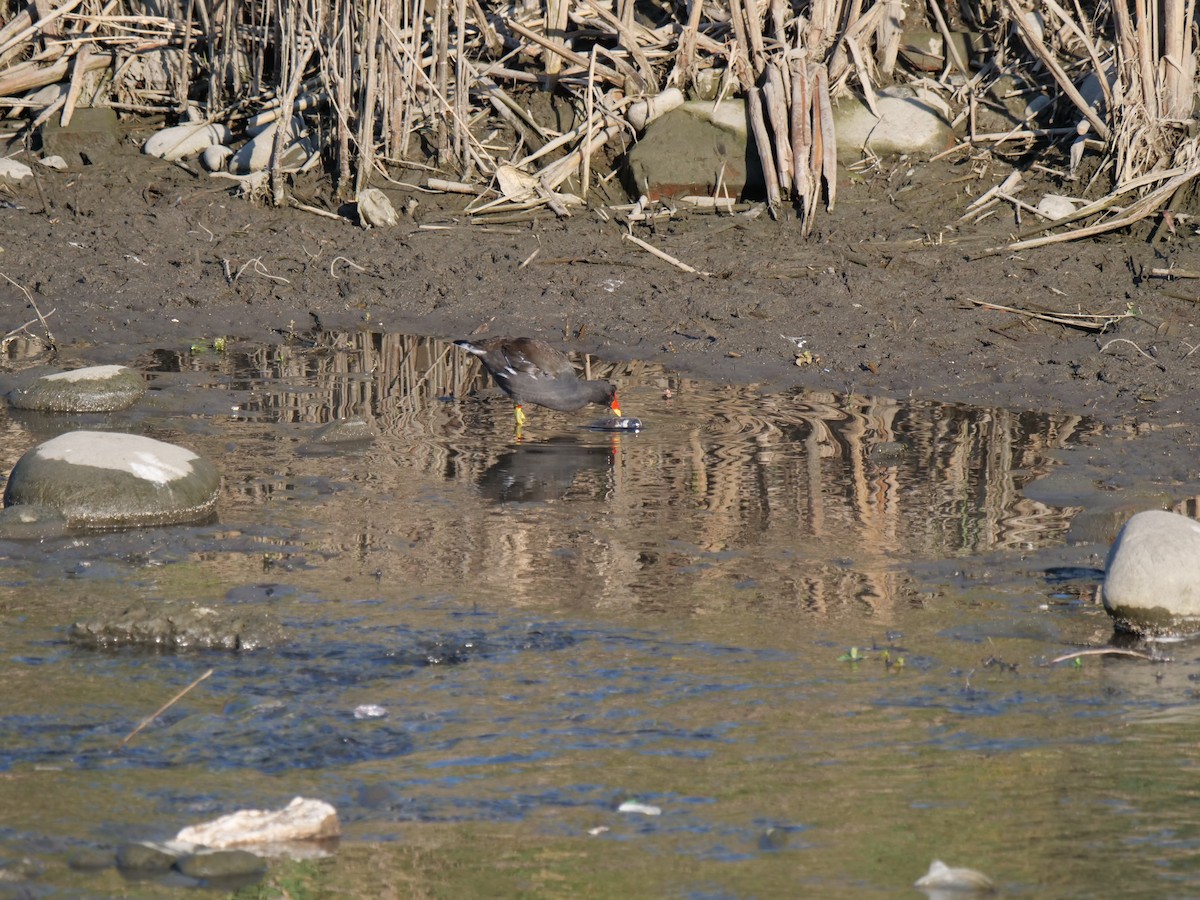 Gallinule poule-d'eau - ML388193371