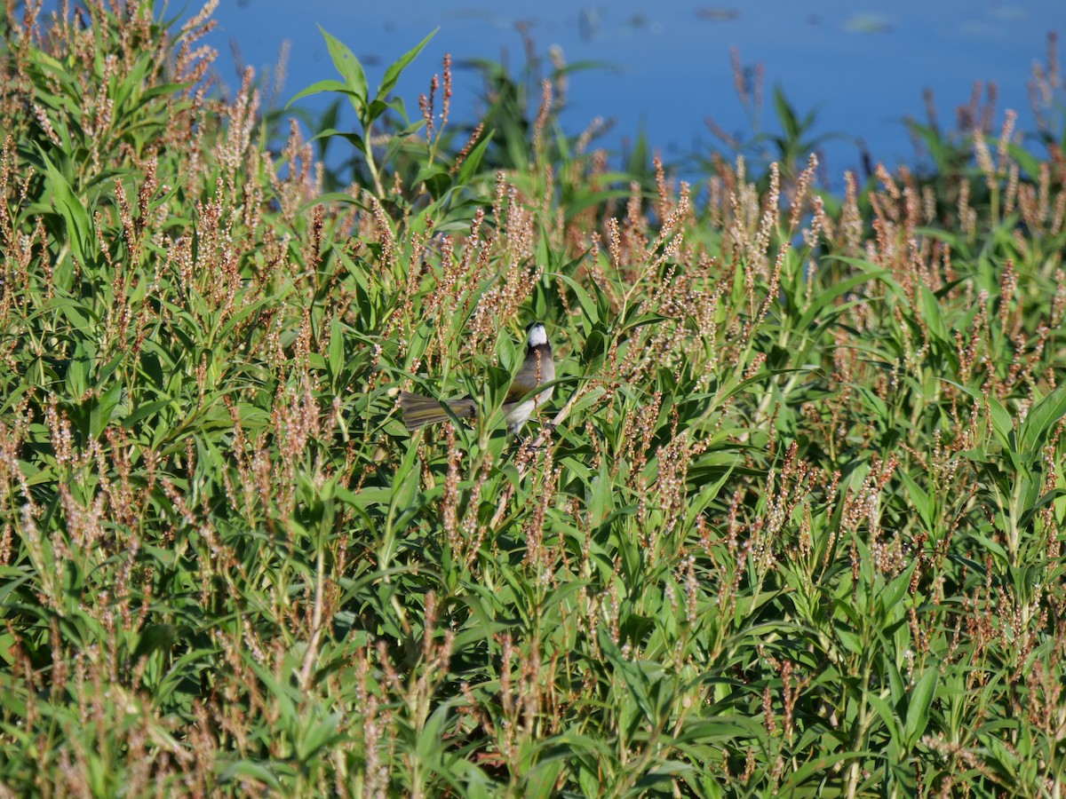 Light-vented Bulbul - ML388193381