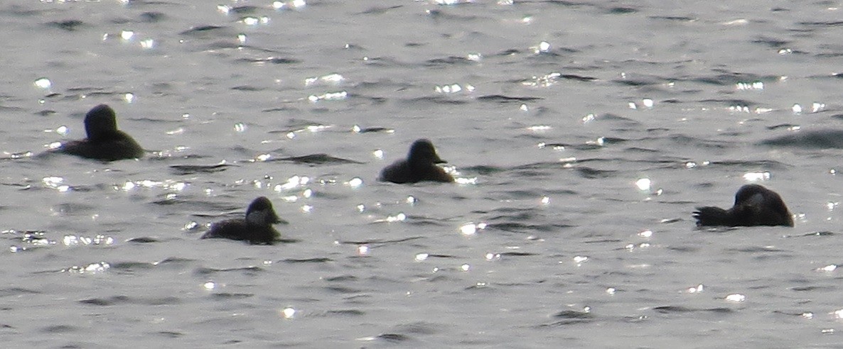 Ruddy Duck - ML38819401