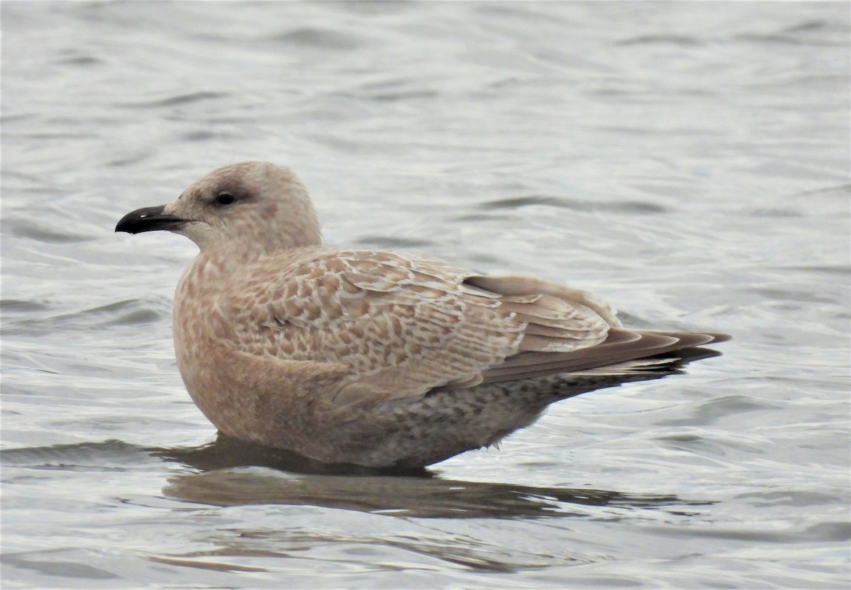 Gaviota Groenlandesa (thayeri) - ML388194571