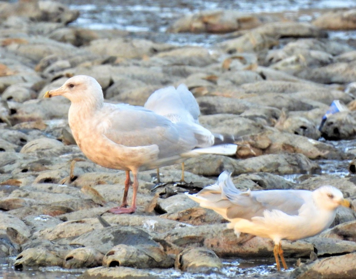 Gaviota Groenlandesa (thayeri) - ML388194831