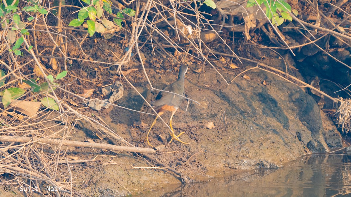 White-breasted Waterhen - ML388196901