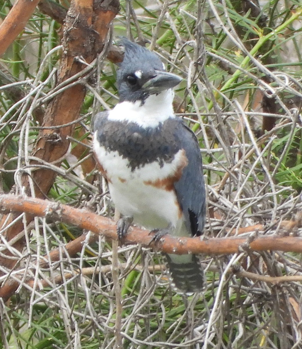 Belted Kingfisher - ML388196911