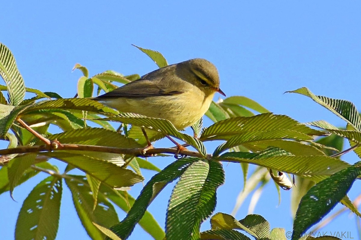 Tickell's Leaf Warbler (Tickell's) - ML388199221