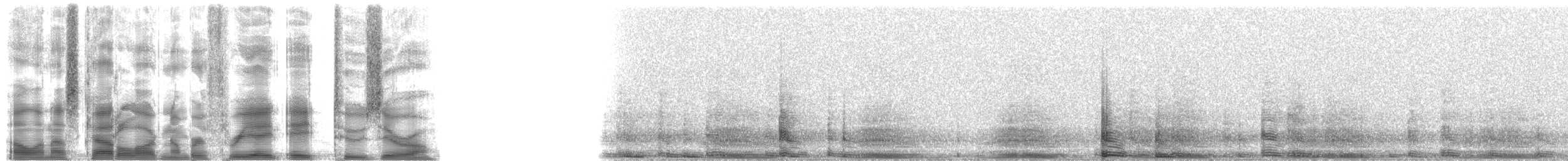 美洲牛蛙 - ML38820