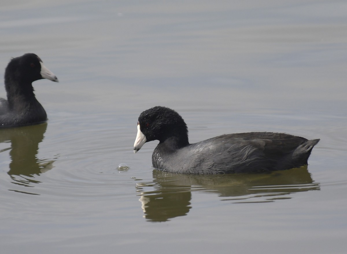 American Coot - ML388200331