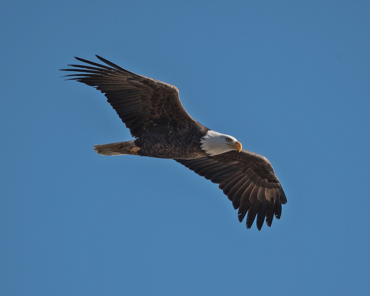 Bald Eagle - Jongho Park