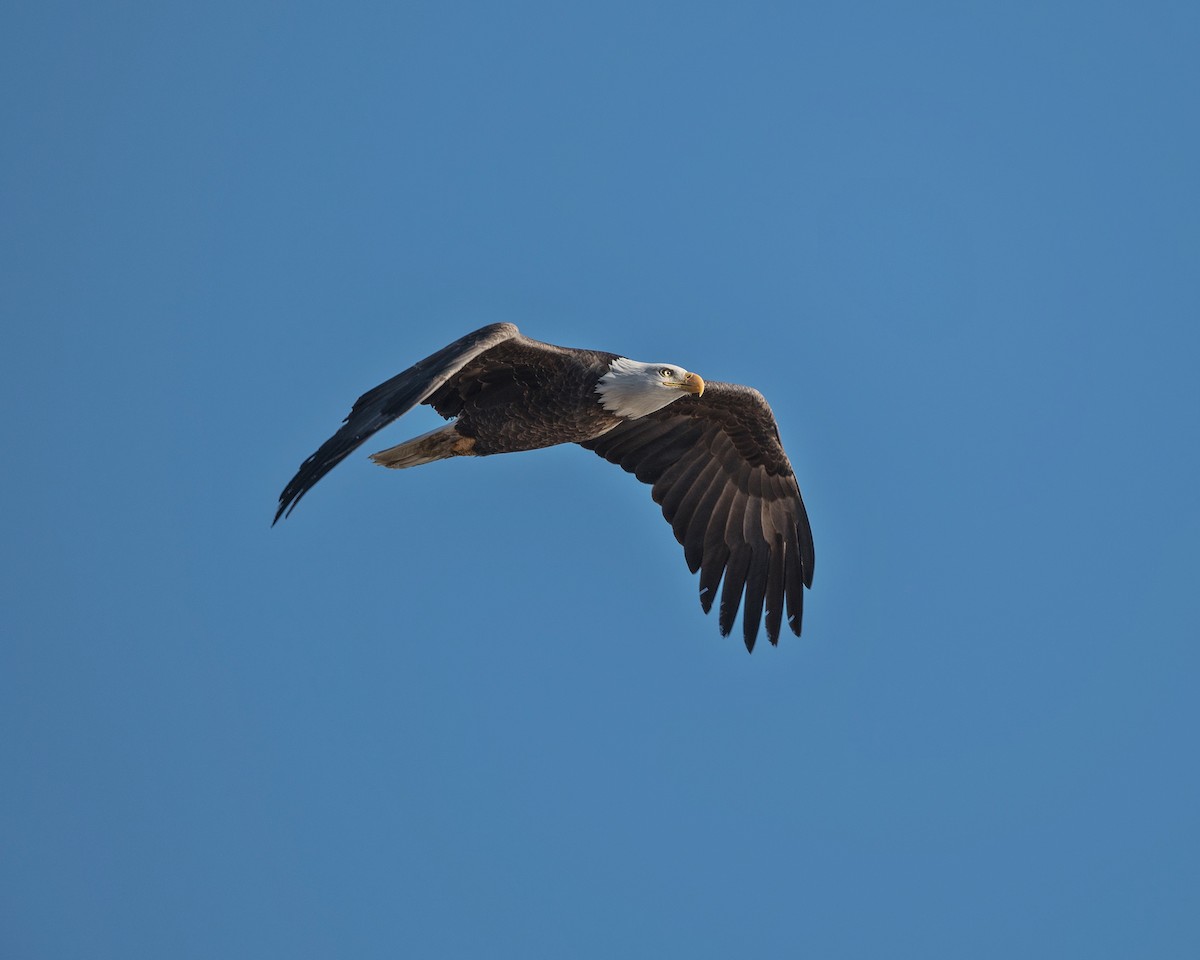 Bald Eagle - ML388200631