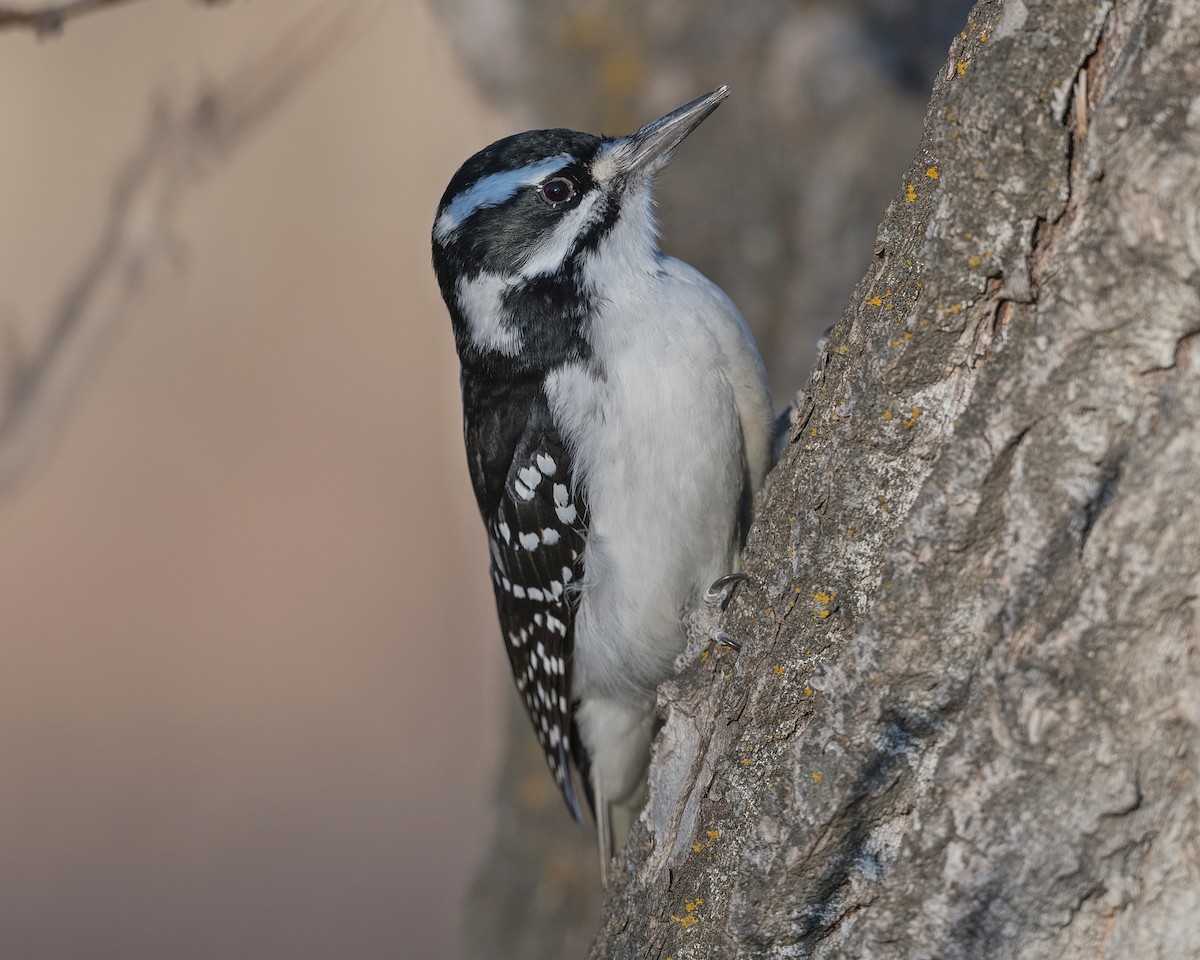 Downy Woodpecker - ML388200701