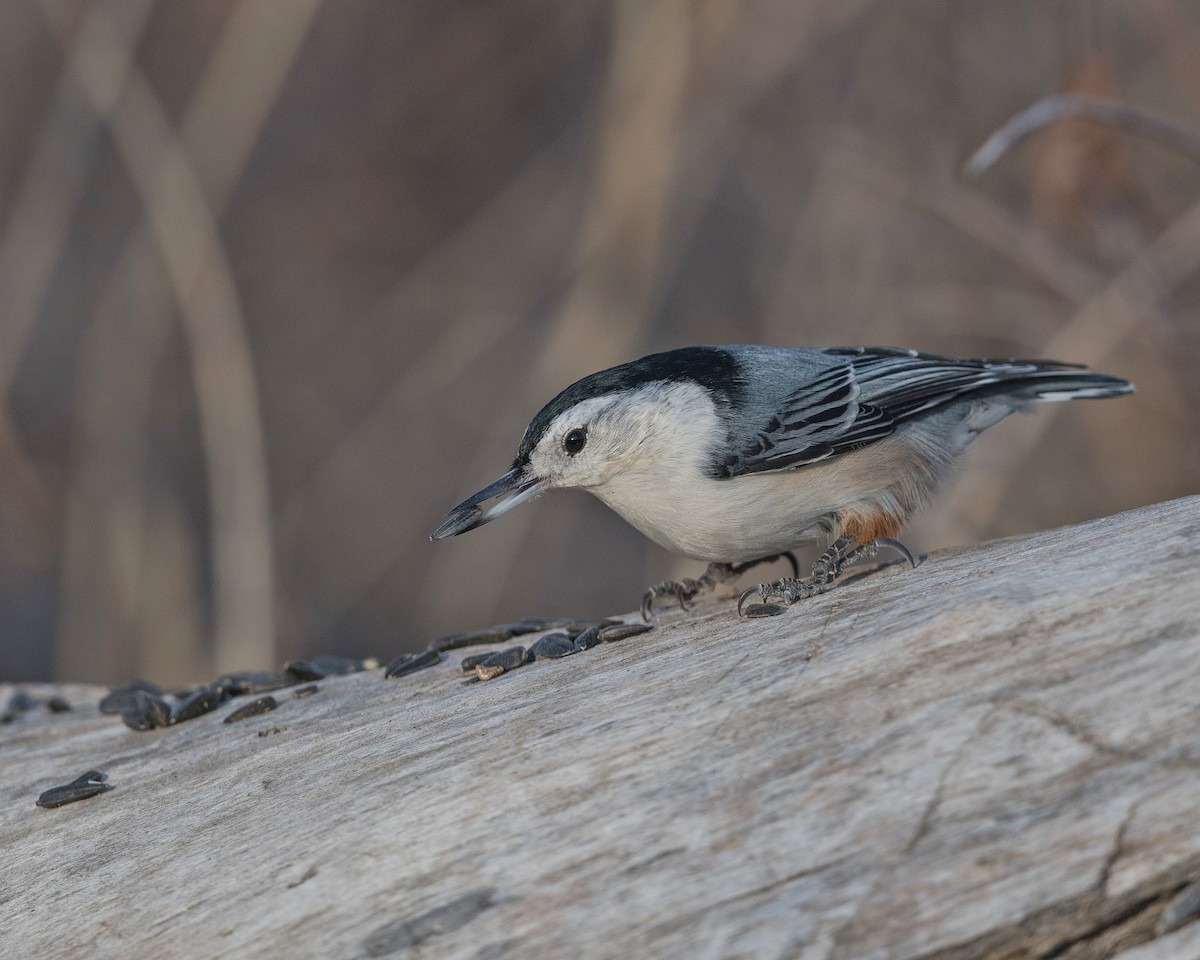 White-breasted Nuthatch - ML388200721