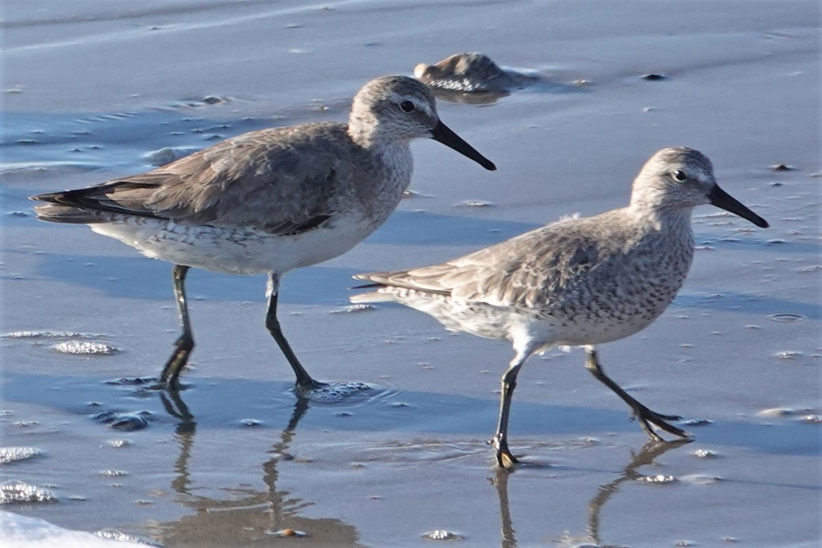 Red Knot - Jeffrey Turner