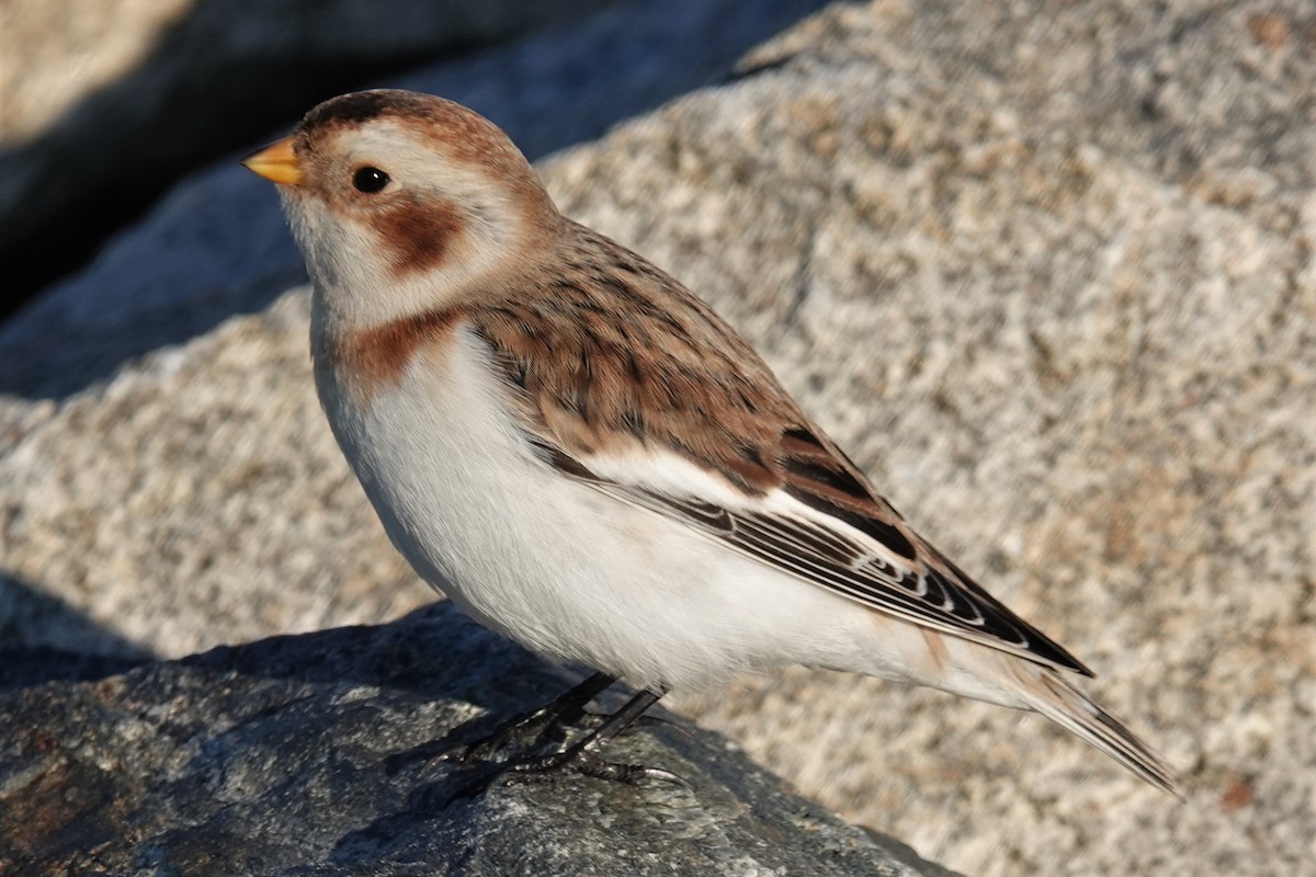Snow Bunting - Jeffrey Turner