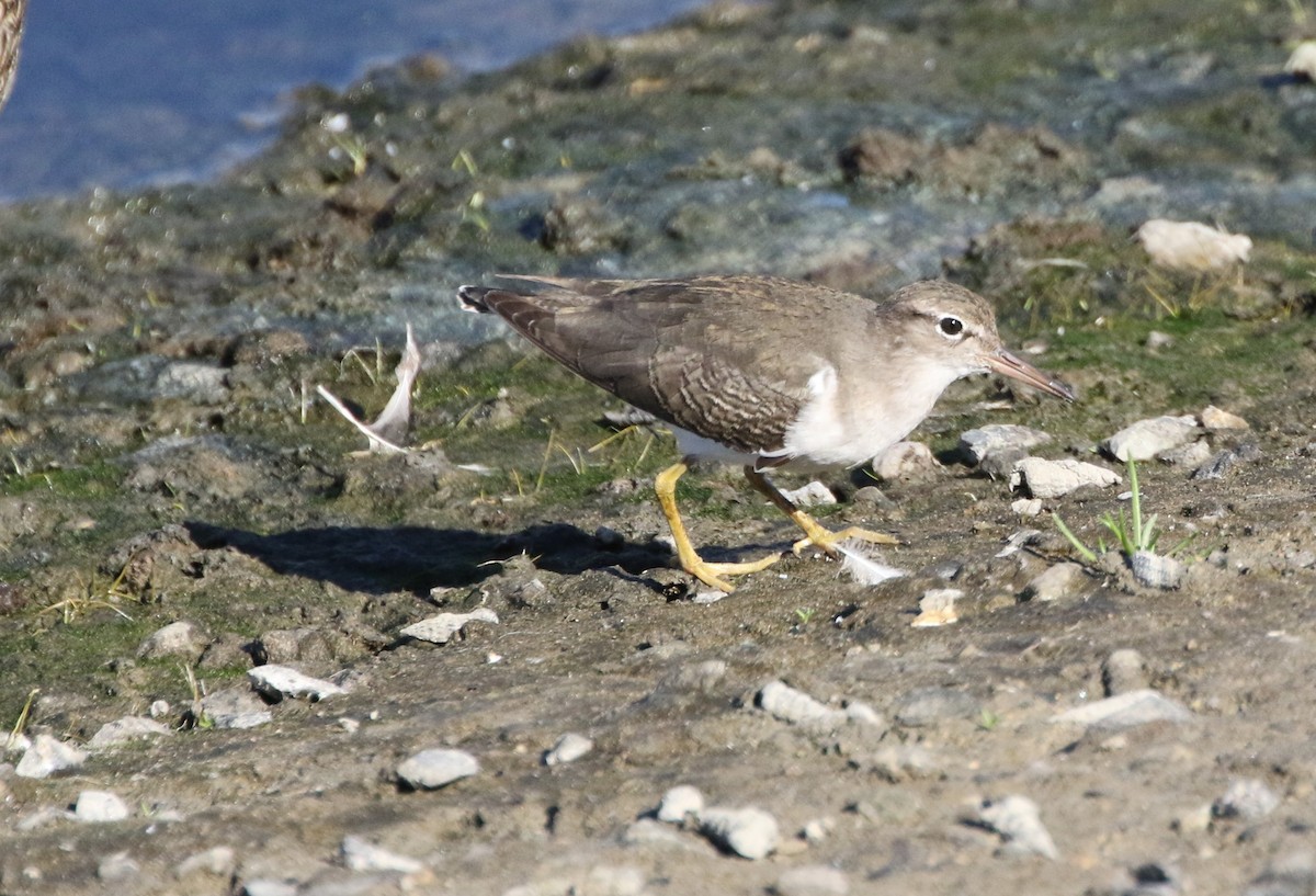 Spotted Sandpiper - ML388202801