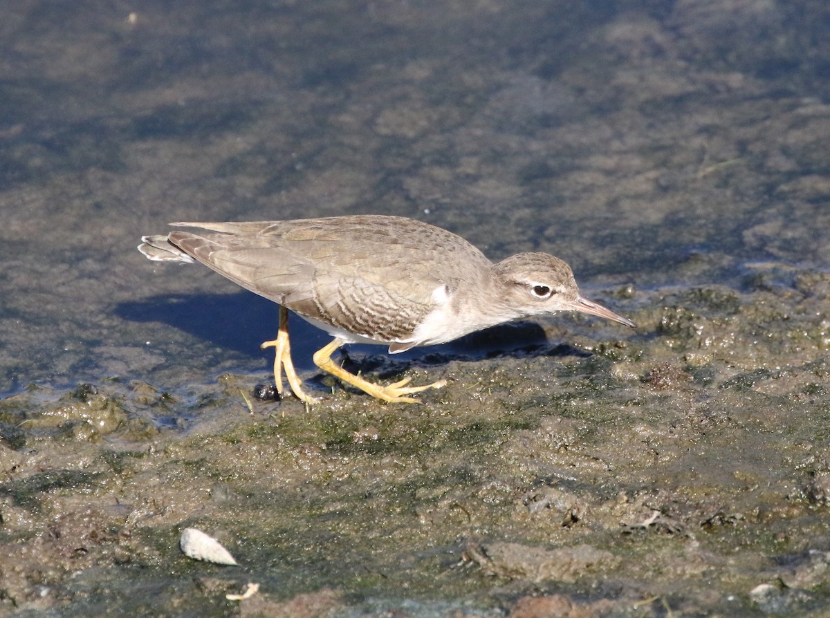 Spotted Sandpiper - ML388202811