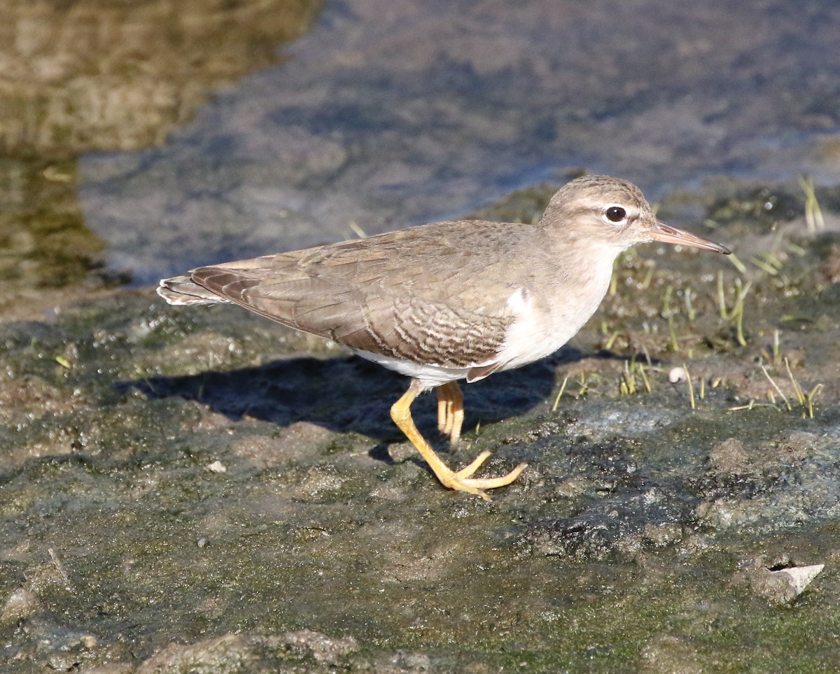 Spotted Sandpiper - ML388202831