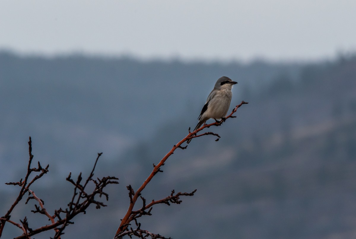 Умардын дунхай - ML388203391