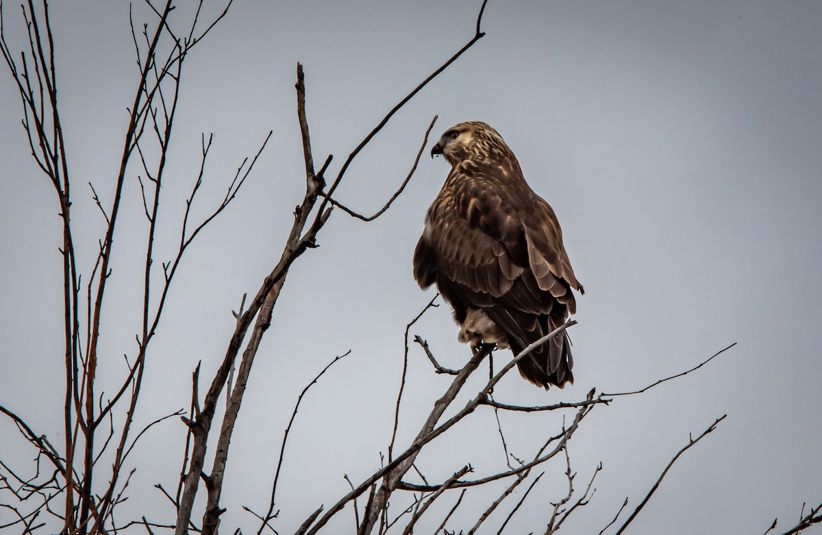 Тарлан сар - ML388203401