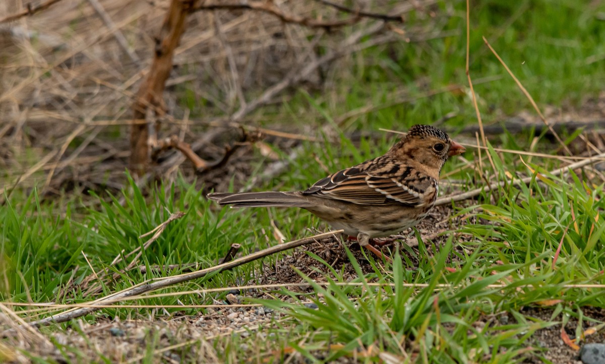 Harris's Sparrow - ML388203481