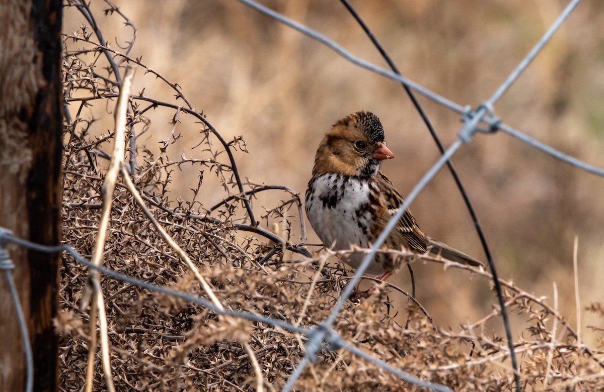 Harris's Sparrow - ML388203501
