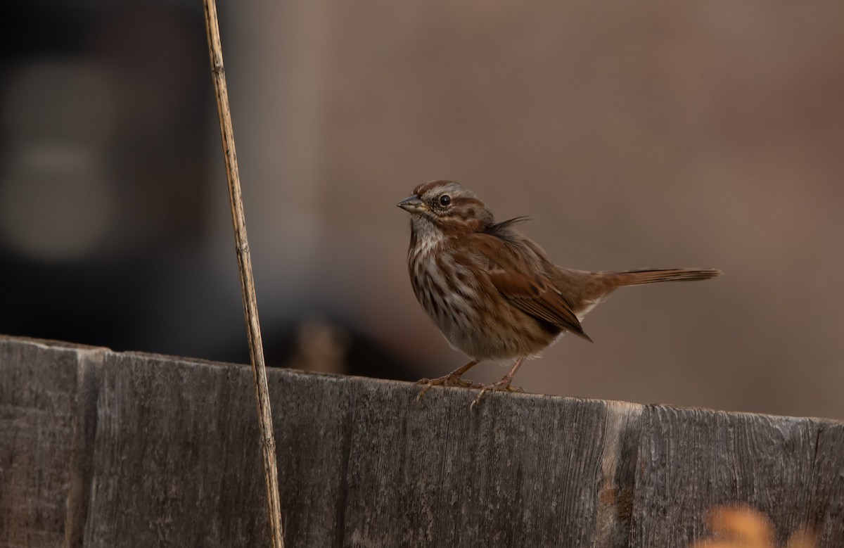 Song Sparrow - ML388203511
