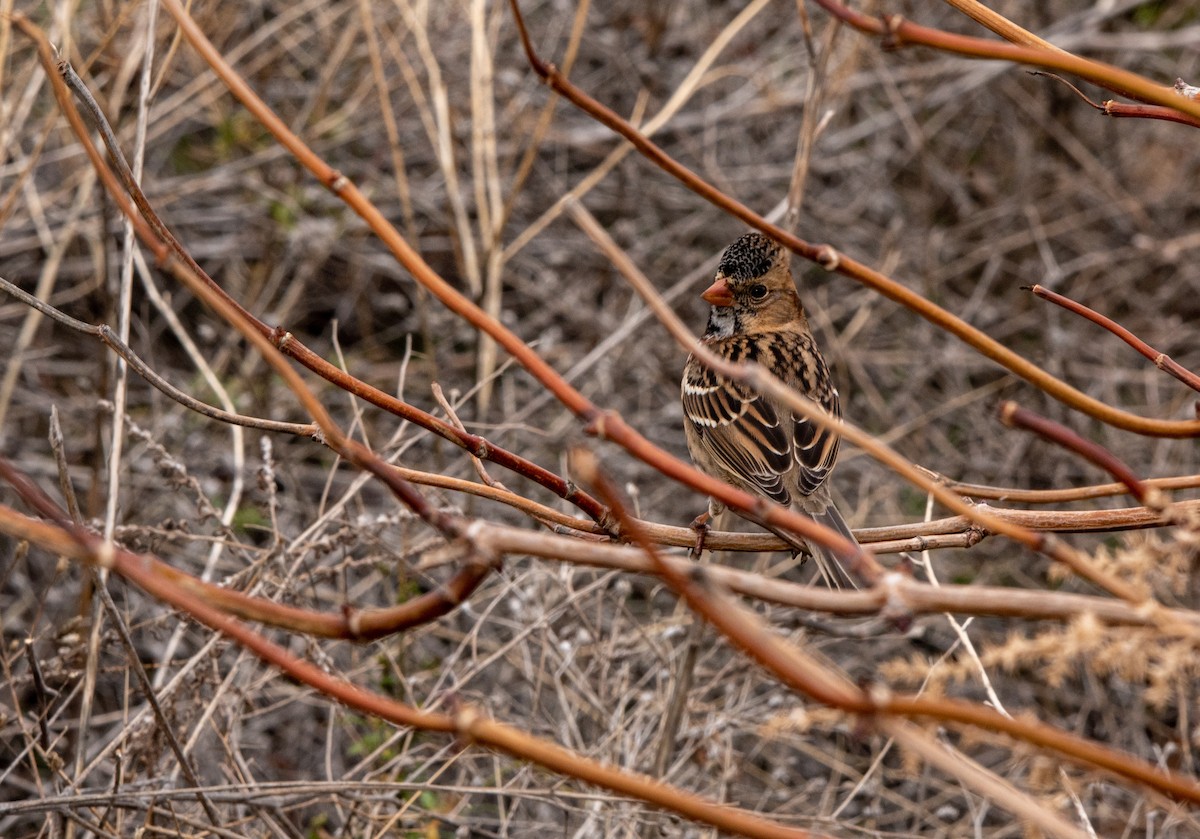 Harris's Sparrow - ML388203531