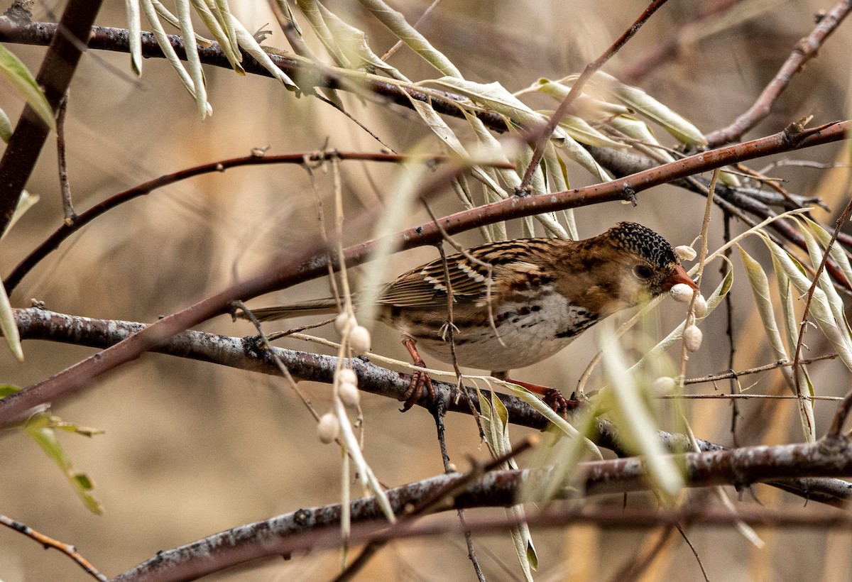 Harris's Sparrow - ML388203541