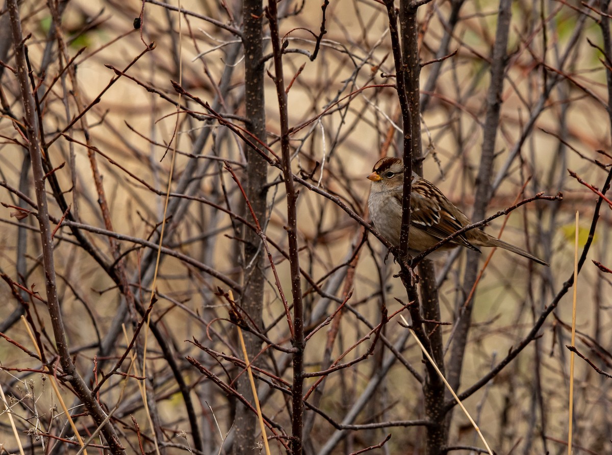 White-crowned Sparrow - ML388203711