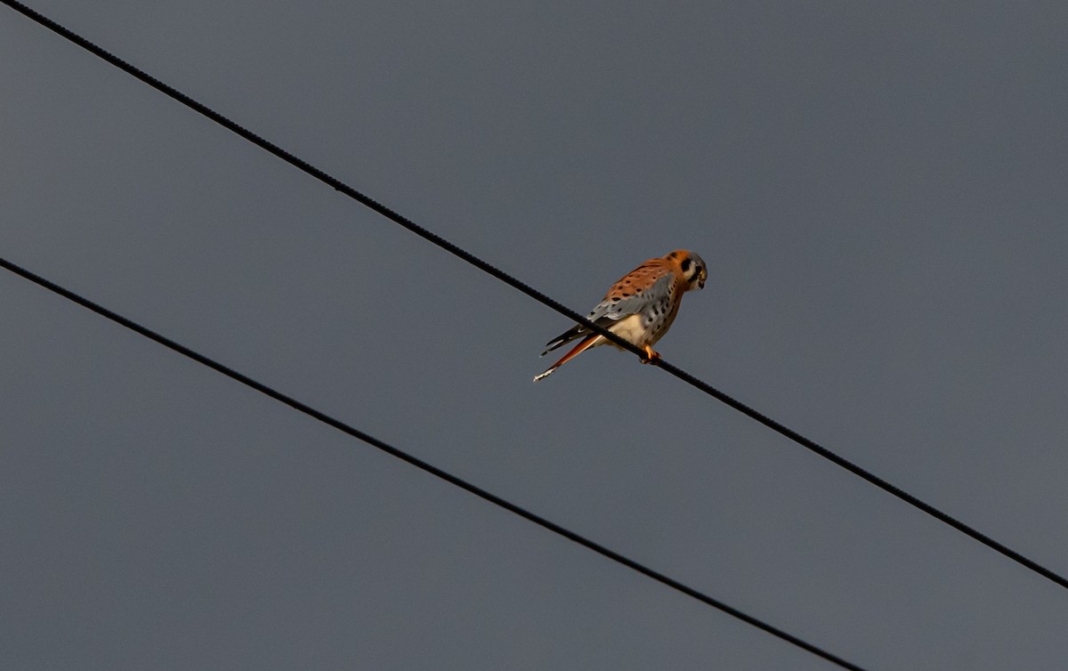 American Kestrel - ML388203731