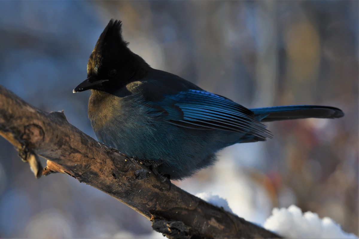 Steller's Jay - Timothy Piranian