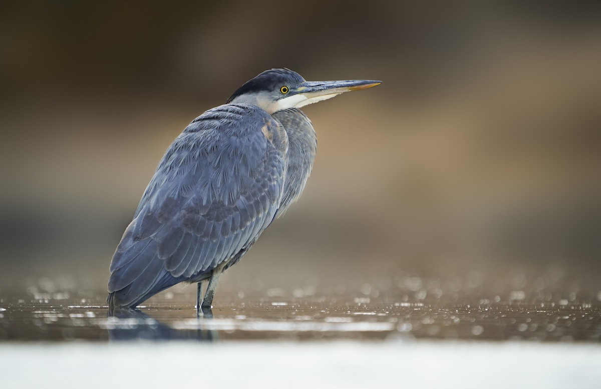 Great Blue Heron - Anonymous