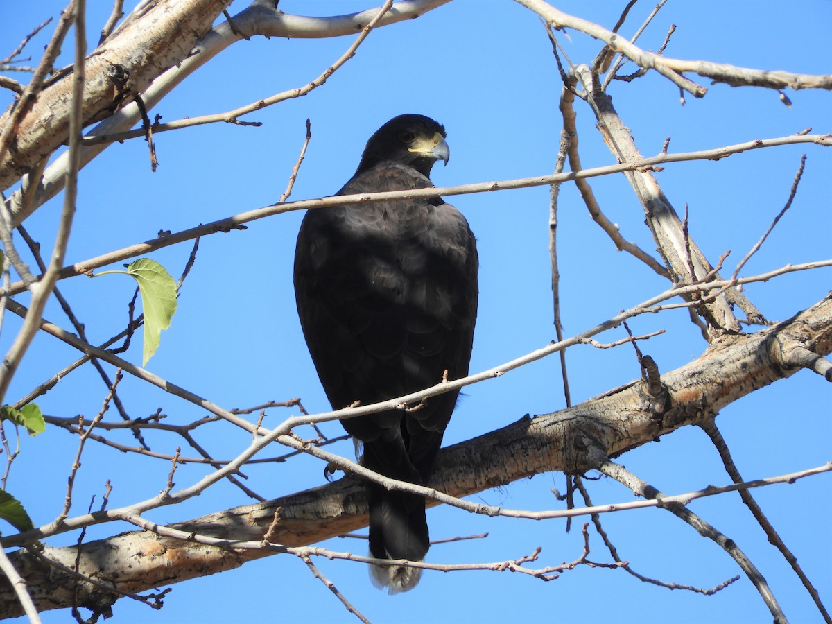 Harris's Hawk - brendan galvin