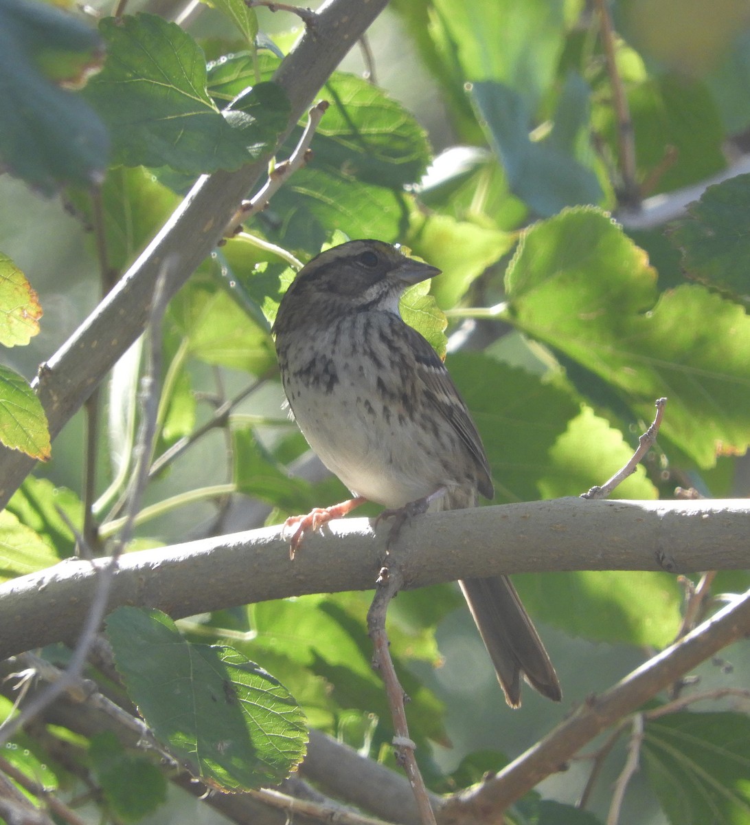 White-throated Sparrow - ML388205241