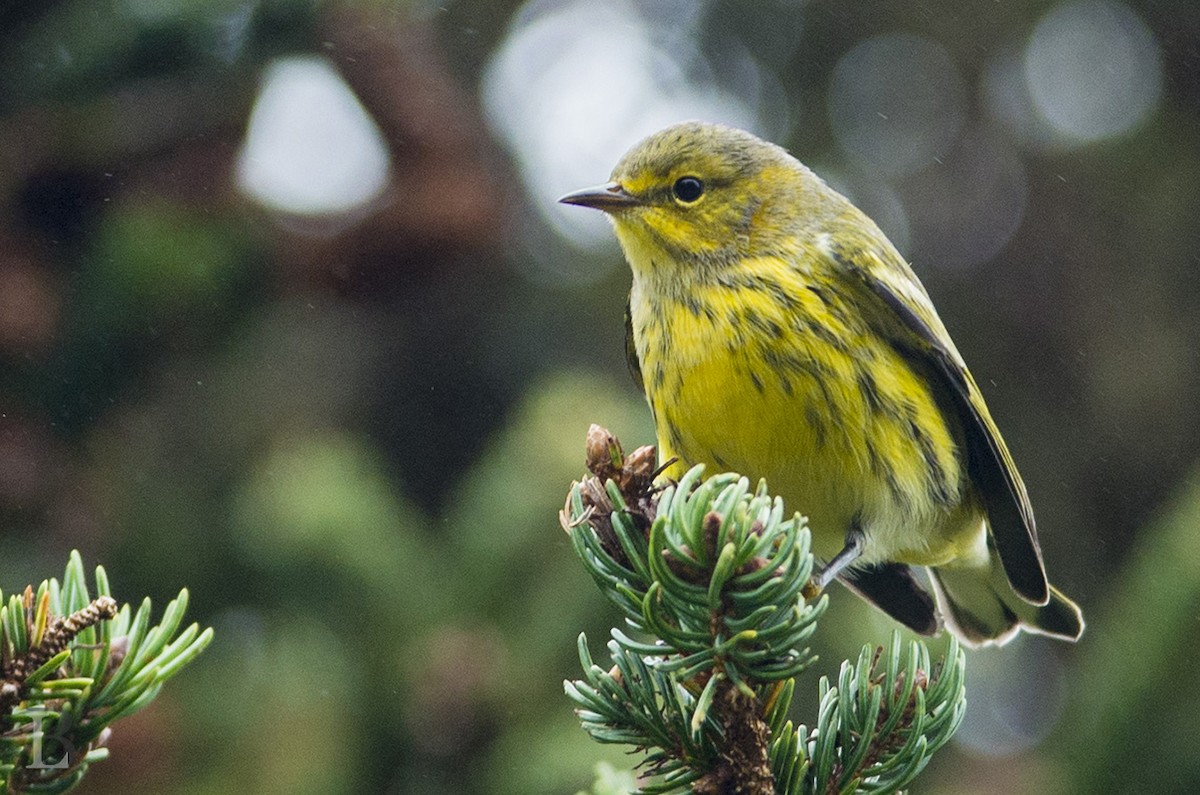 Cape May Warbler - Lucas Berrigan