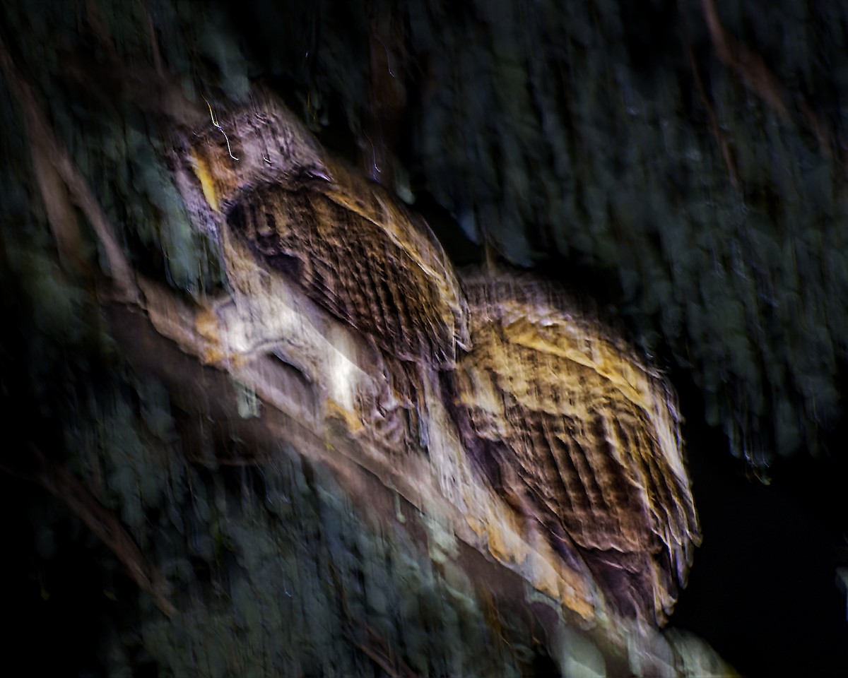 Spot-bellied Eagle-Owl - Srinivas Mallela
