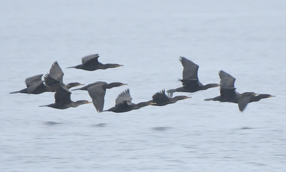 Double-crested Cormorant - ML388207601