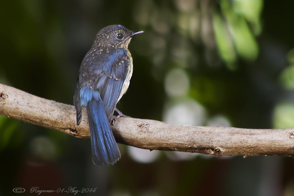 Tickell's Blue Flycatcher - Ragoo  Rao