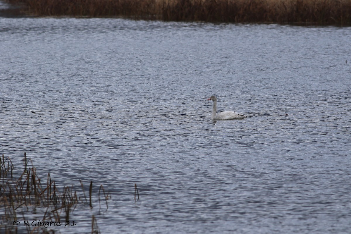 Tundra Swan - ML388209841