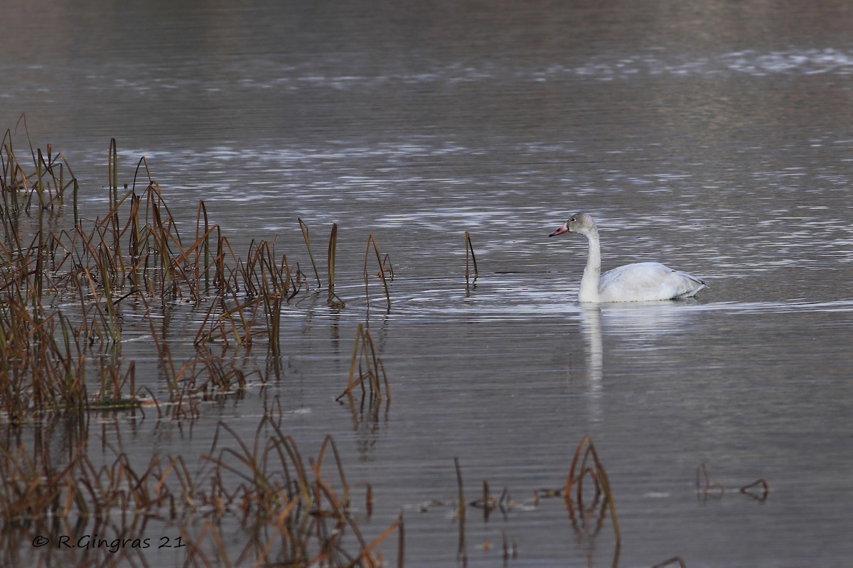 Tundra Swan - ML388209911