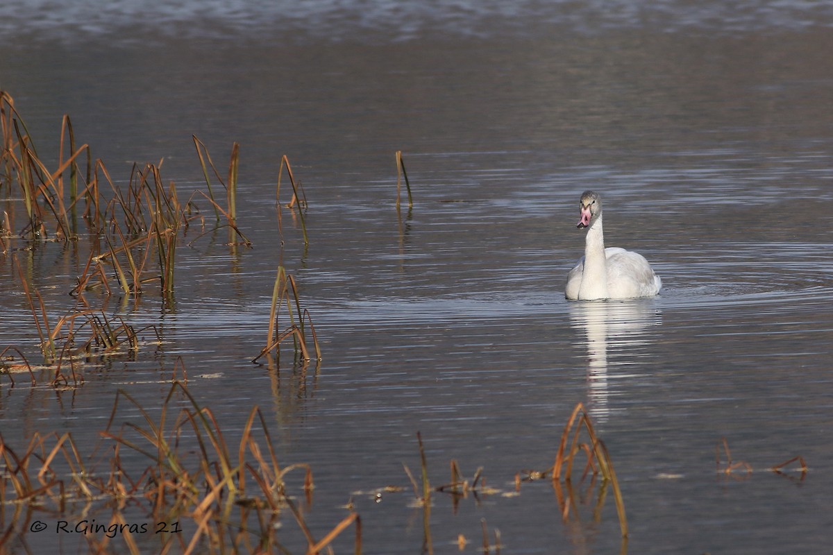 Tundra Swan - ML388210071