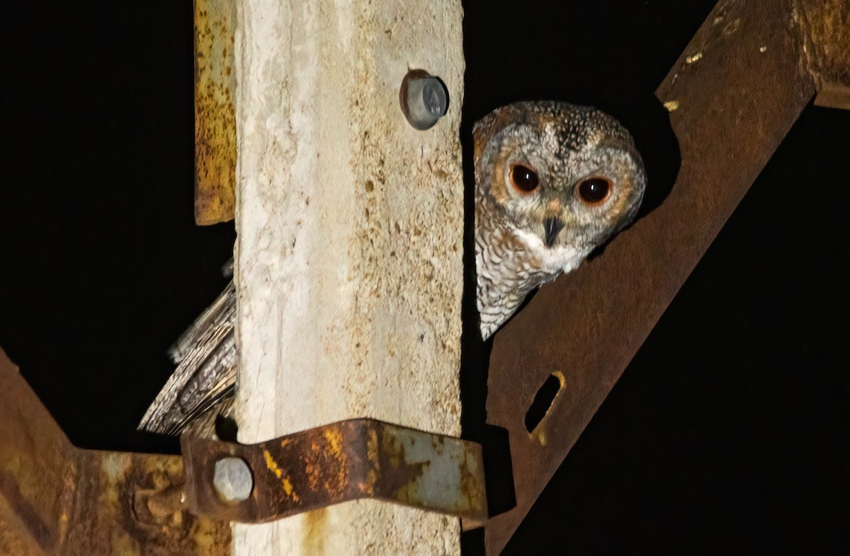 Mottled Wood-Owl - Magesh Ram