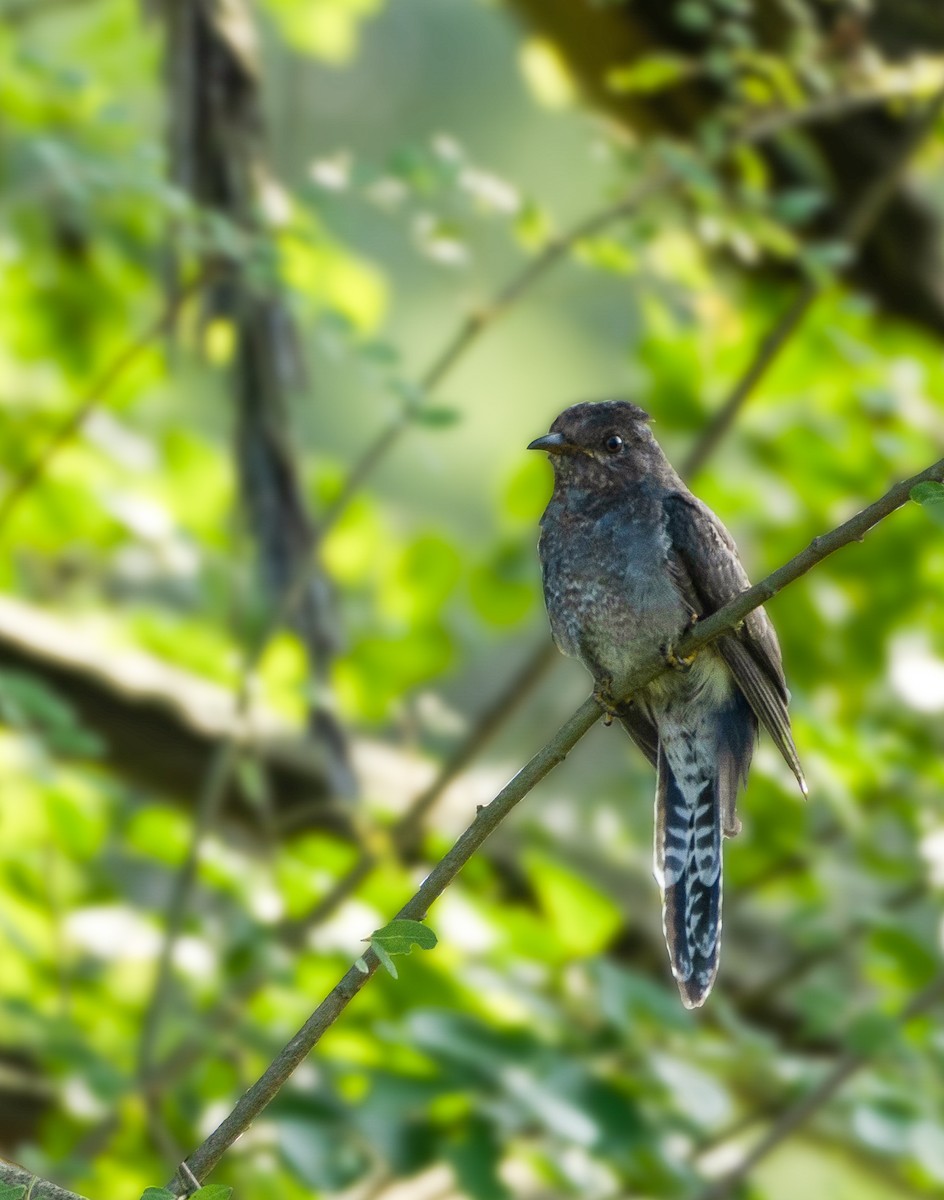 Gray-bellied Cuckoo - ML388212431