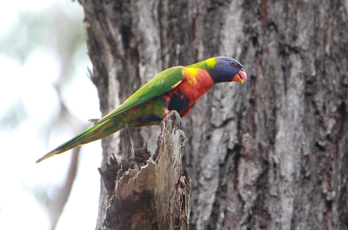 Rainbow Lorikeet - ML388212471