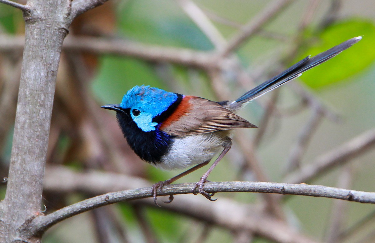 Variegated Fairywren - ML388212581