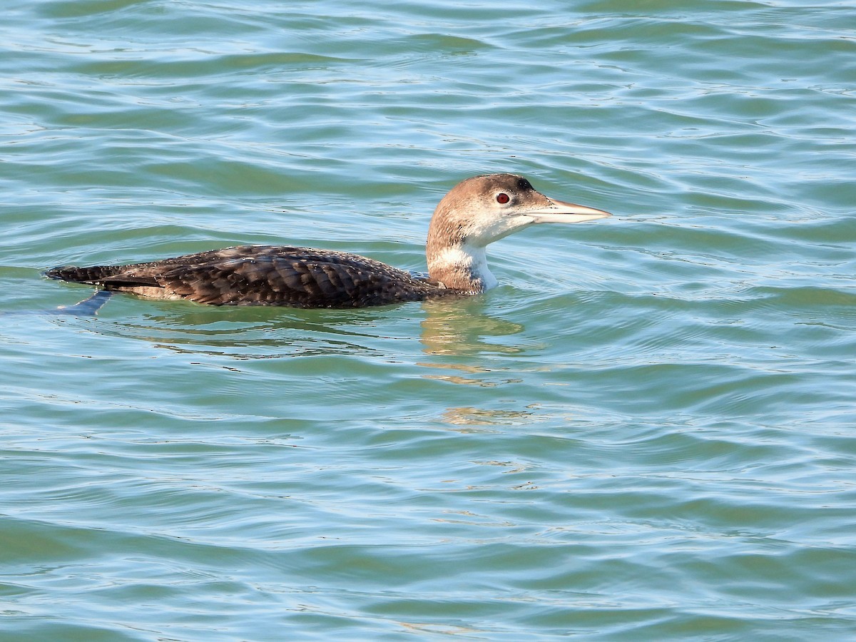 Common Loon - Carol Ann Krug Graves