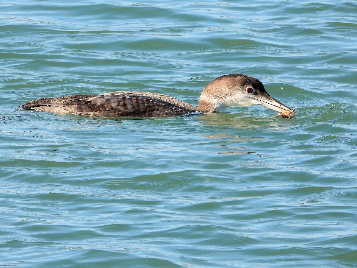 Common Loon - Carol Ann Krug Graves