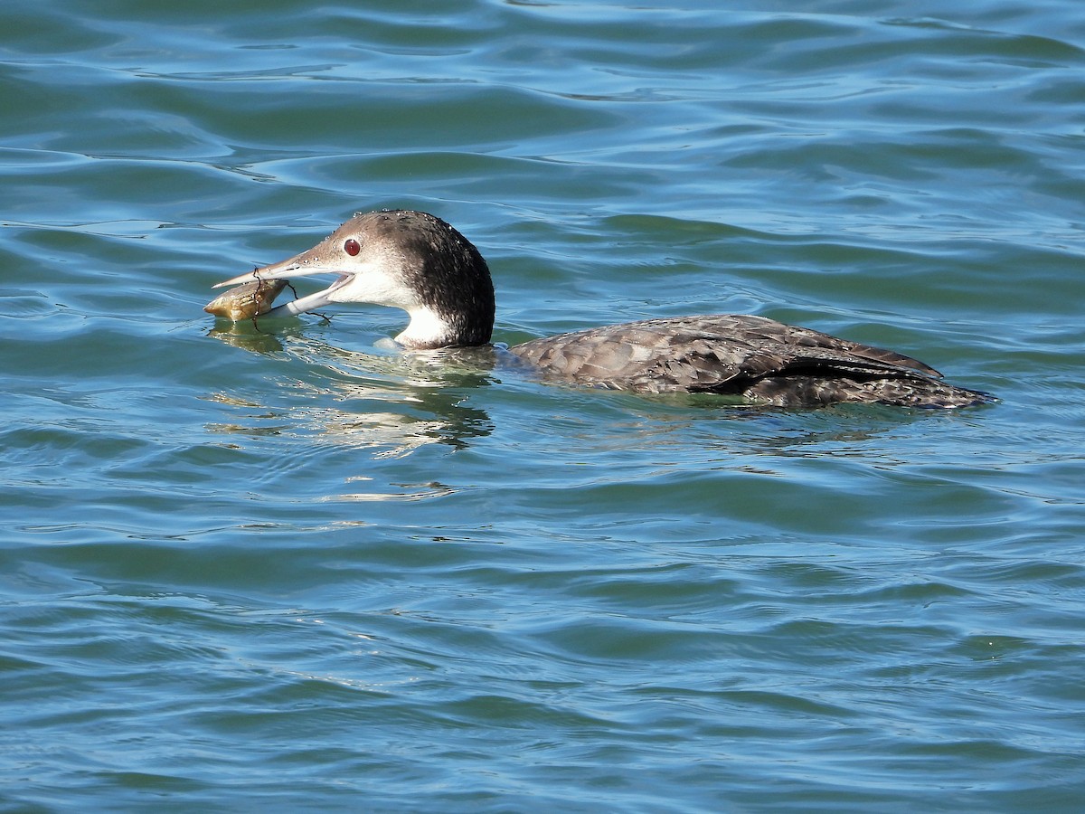 Common Loon - Carol Ann Krug Graves