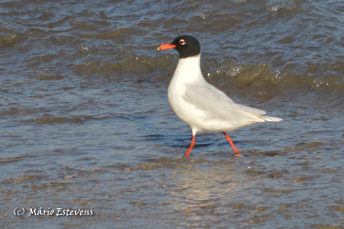 Mediterranean Gull - Mário Estevens