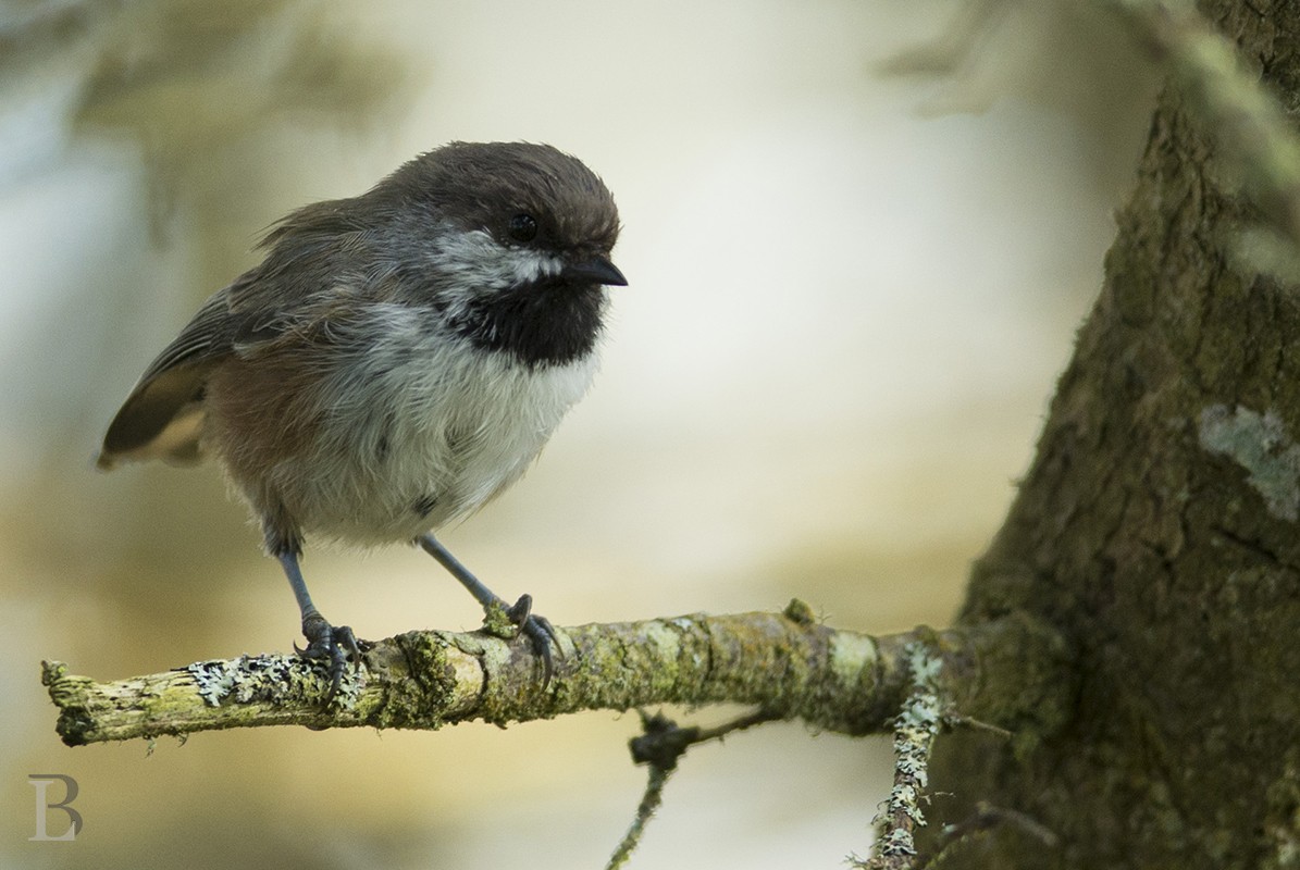 Mésange à tête brune - ML38821561